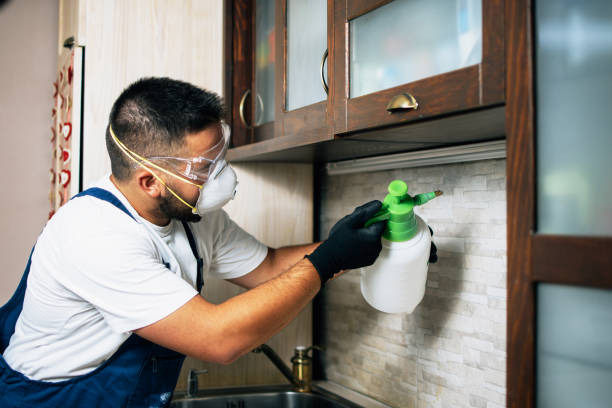 Best Flea Control Services  in Spring, TX