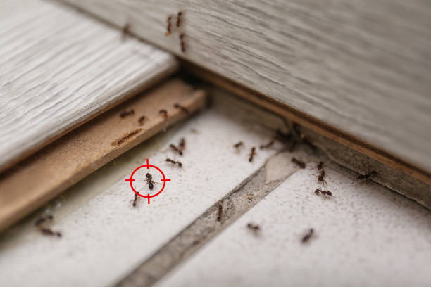 Best Ant Control Services  in Spring, TX