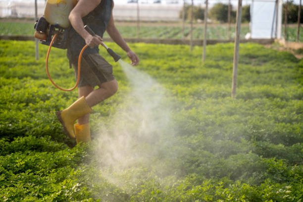 Best Local Pest Control Services  in Spring, TX