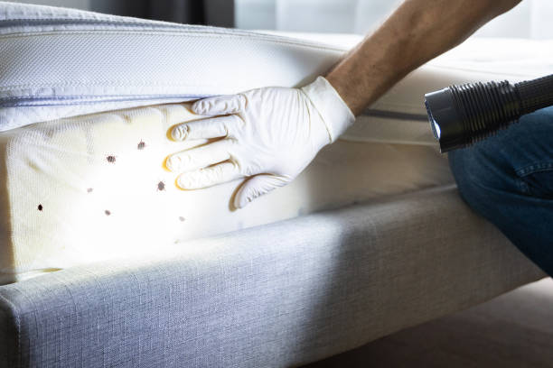 Best Emergency Pest Control  in Spring, TX